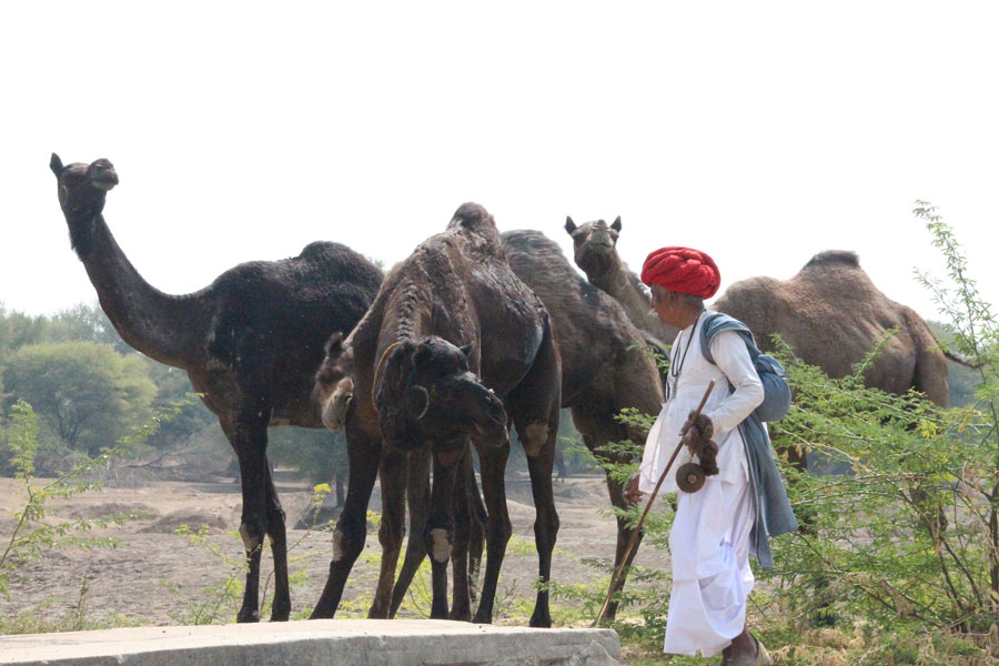 Camels in Rajasthan