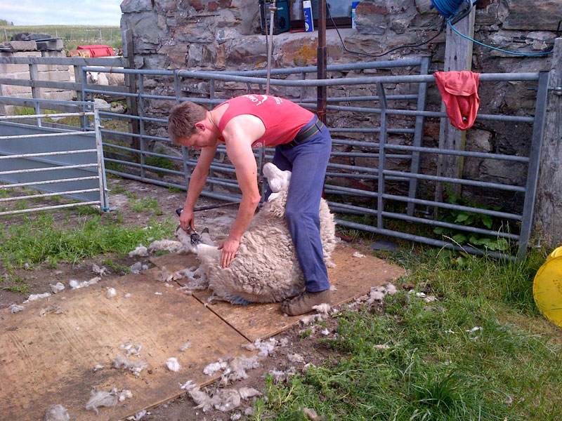 Sheep Shearing - Crask