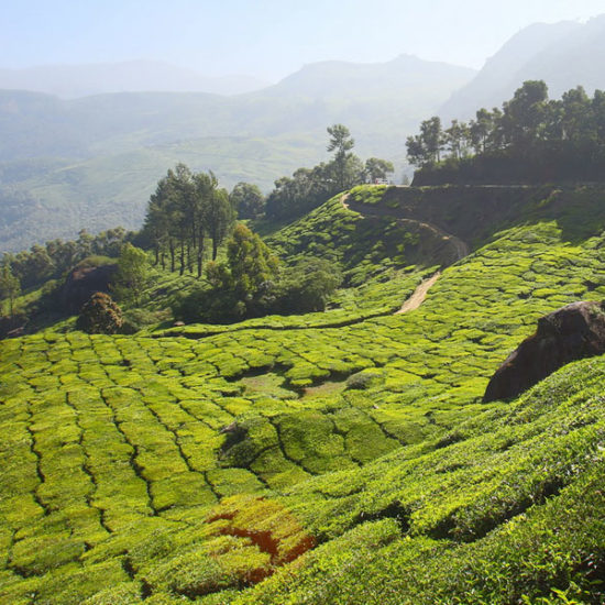 Tea plantations - Munnar